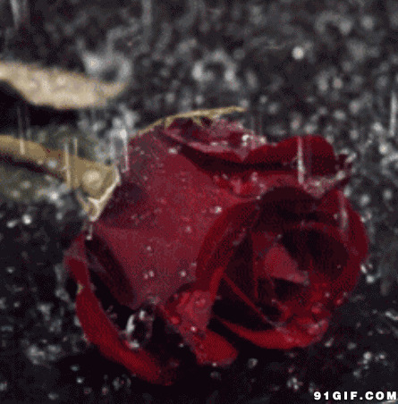 雨中玫瑰花图片:玫瑰花,下雨