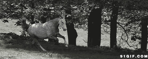 奔跑的骏马图片