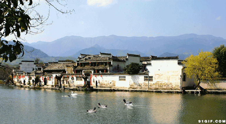 春江水暖鸭先知gif图片:风景,湖面,鸭子