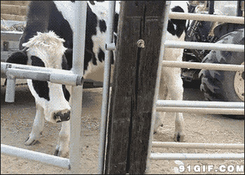 奶牛动态图:奶牛