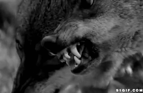 动物表情图片:恶狼,獠牙