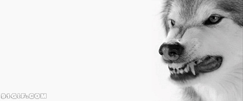 凶残的狼图片:野狼,獠牙,恶狼