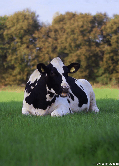 荷兰奶牛图片:奶牛