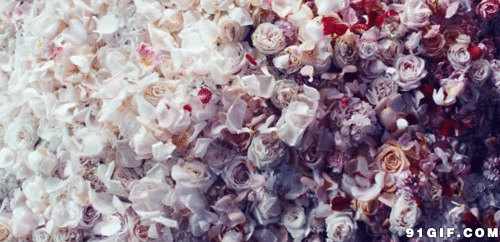 玫瑰花瓣动态图片:花瓣