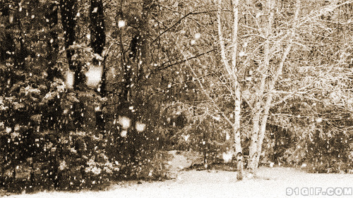 下雪风景图片大全:下雪