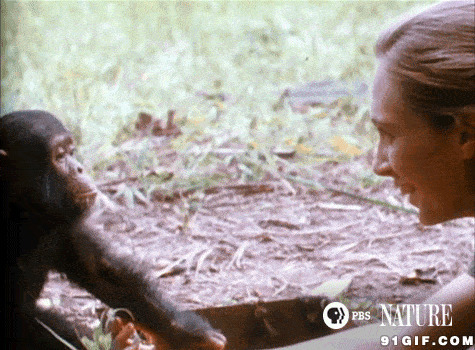 大猩猩动态表情:猩猩,猴子