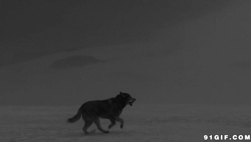动物奔跑动态图:恶狼,野狼