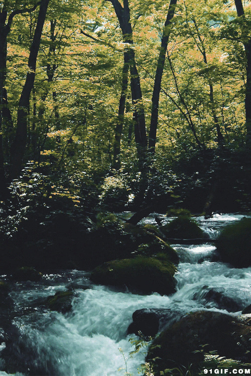森林美景图片大全:森林,景色,流水