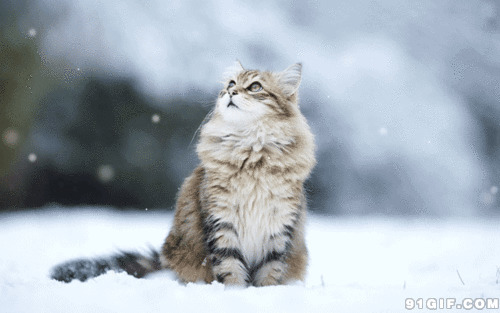 萌萌哒小猫咪图片:卖萌,猫猫,下雪