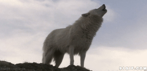 狼图片大全动态图:野狼,恶狼