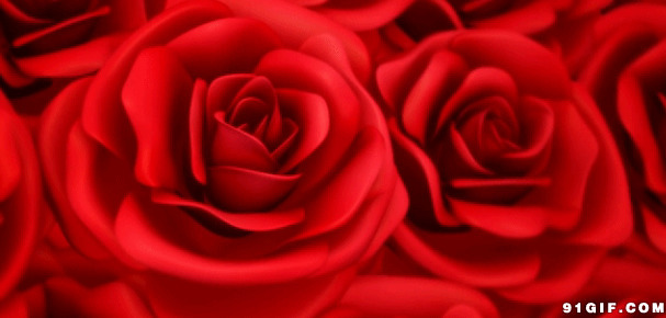 动态红玫瑰图片大全:玫瑰,红色