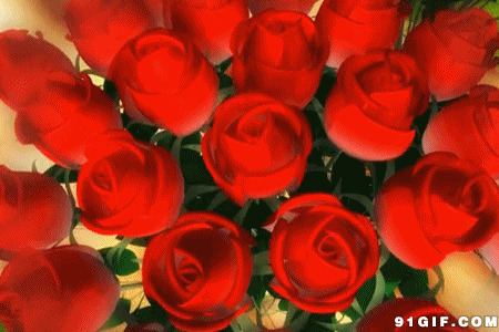 一束红玫瑰花图片:玫瑰花