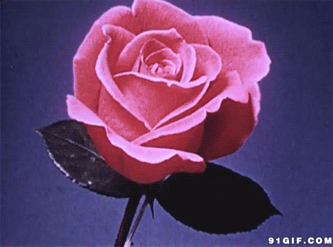 盛开的玫瑰花图片