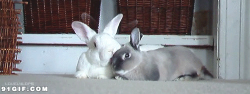 小白兔动态图:小白兔,兔子