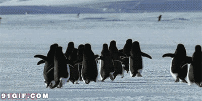 企鹅走路动态图