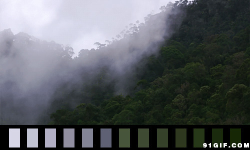 闲云迷雾图片:迷雾,森林,云雾