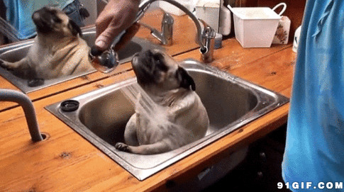 狗狗洗澡图片:洗澡,狗狗