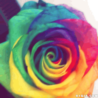 五彩缤纷的花图片:彩色,花朵,玫瑰