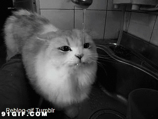 小猫喝水图片:猫猫,喝水