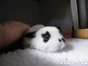 关于小白兔的图片:小白兔,兔子