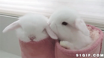 小白兔gif图:小白兔,兔子