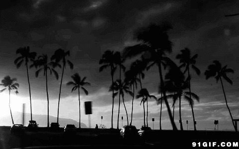 海南椰林图片:椰子,椰子树,风景