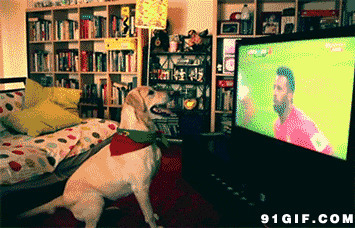 狗狗看电视图片