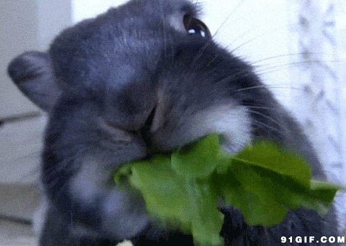 兔子吃青菜图片:小兔子,兔子