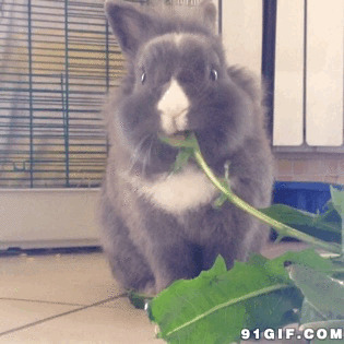 兔子吃菜动态图:小兔子,兔子