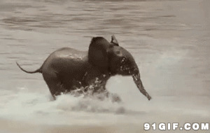 大象过河动态图:大象