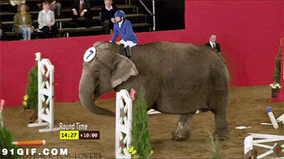 马戏团大象图片:大象,马戏团