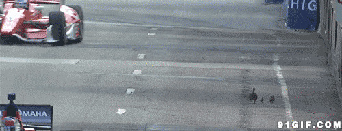 小鸭子过马路图片:鸭子,过马路,赛车
