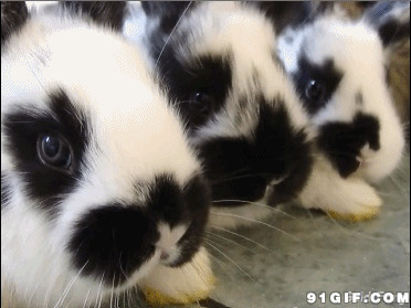 小兔子gif动态图片:小兔子,兔子