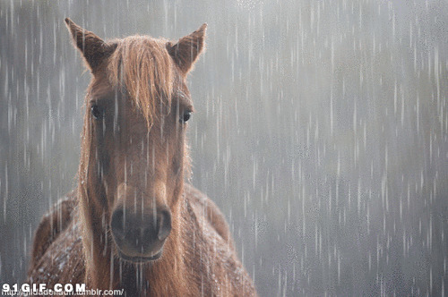 雨天淋雨图片:淋雨,下雨,骏马