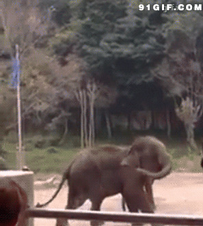大象踢球gif图