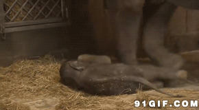 小象图片大全:小象,打瞌睡,大象