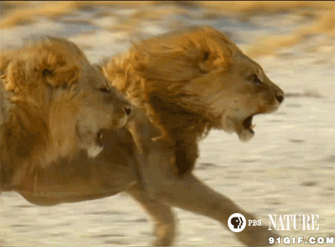 狮子奔跑图片