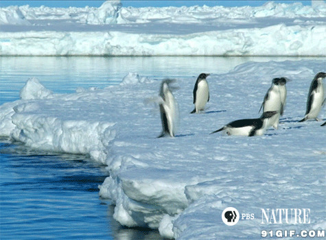 南极企鹅图片大全