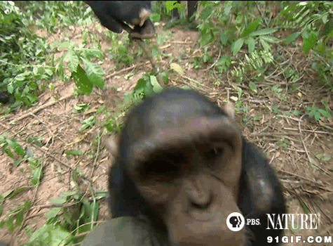 黑猩猩动态图:猩猩