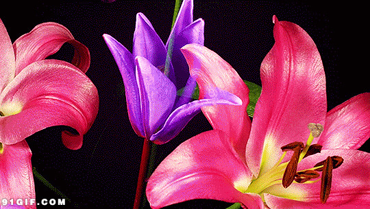 春天鲜花盛开的图片:鲜花,花开,开花