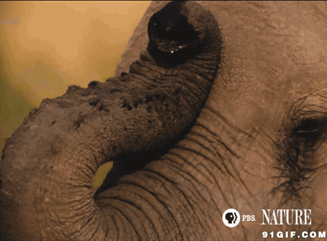 大象鼻子图片大全:大象,鼻子