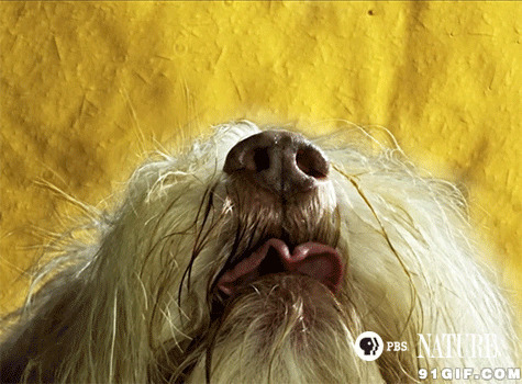 小狗吐舌头图片:狗狗,舌头