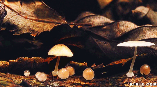蘑菇生长过程图片
