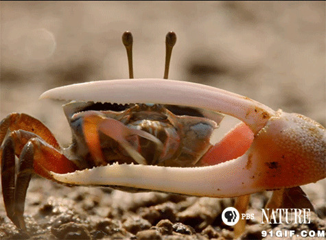 螃蟹钳子图片:螃蟹,钳子,海鲜