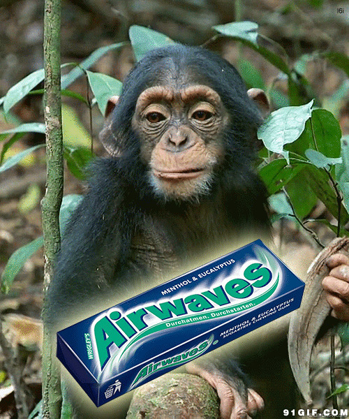 黑猩猩吃东西图片