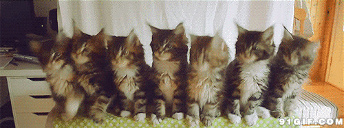 猫猫动态搞笑图片:猫猫,搞笑