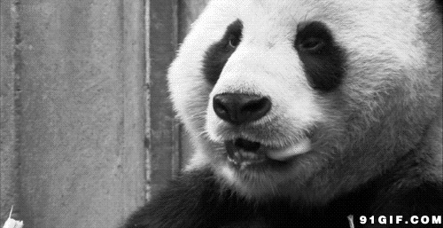 国宝大熊猫图片:大熊猫