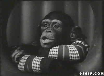 黑猩猩动态图片:猩猩