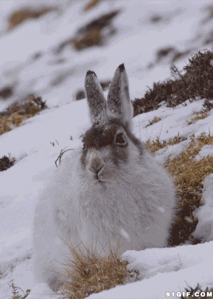 雪地里的野兔动态图
