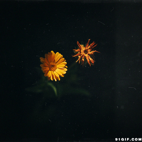 唯美鲜花小清新图片:鲜花,唯美,菊花